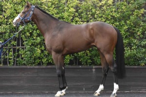 馬体のコンディション