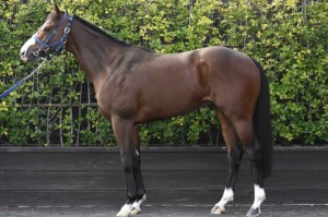 馬体のコンディション