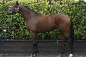 馬体のコンディション