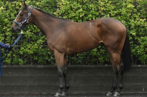 馬体のコンディション