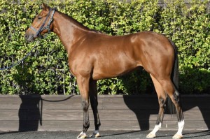 馬体のコンディション