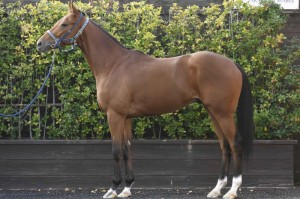 馬体のコンディション