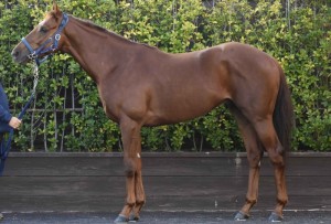 馬体のコンディション