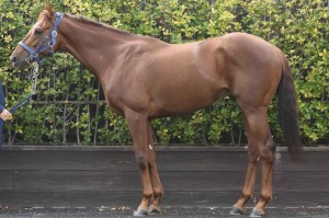 馬体のコンディション