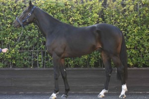 馬体のコンディション