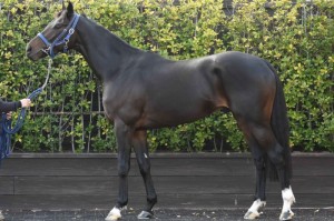 馬体のコンディション