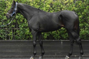 馬体のコンディション