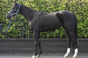 馬体のコンディション