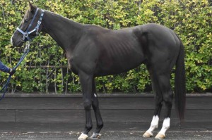 馬体のコンディション