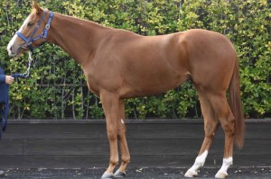 馬体のコンディション