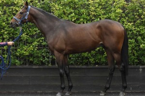 馬体のコンディション