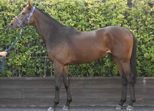 馬体のコンディション