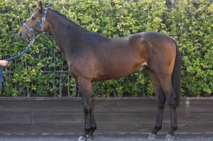 馬体のコンディション