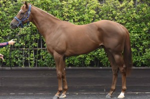 馬体のコンディション