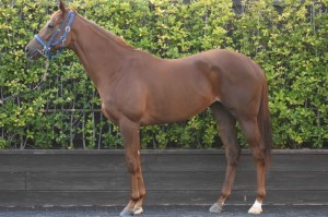 馬体のコンディション