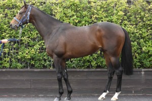 馬体のコンディション