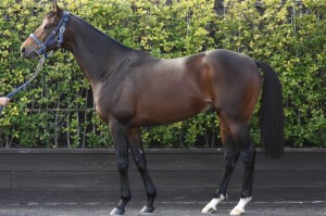 馬体のコンディション