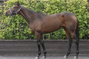 馬体のコンディション