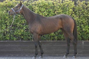 馬体のコンディション