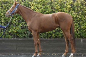 馬体のコンディション