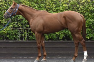 馬体のコンディション