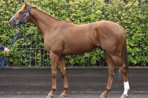 馬体のコンディション