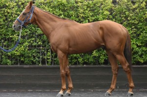 馬体のコンディション