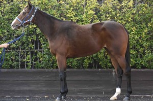 馬体のコンディション