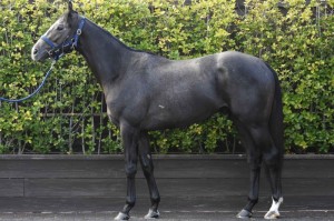 馬体のコンディション