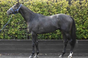 馬体のコンディション