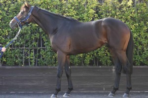 馬体のコンディション