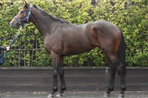 馬体のコンディション