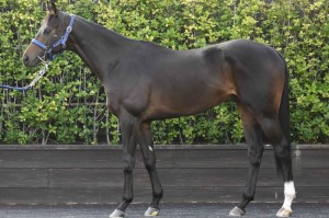 馬体のコンディション