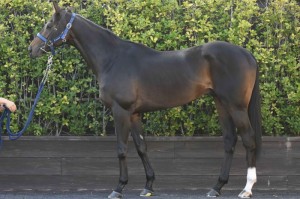 馬体のコンディション