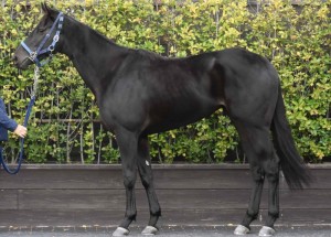 馬体のコンディション