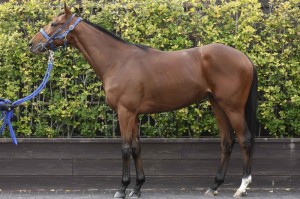 馬体のコンディション