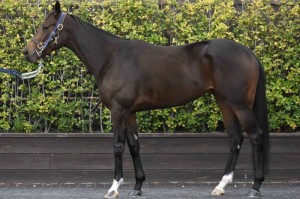 馬体のコンディション