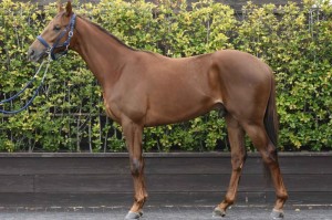 馬体のコンディション