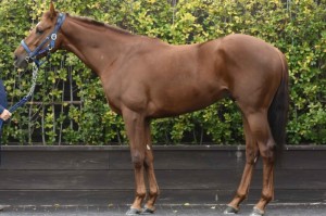 馬体のコンディション