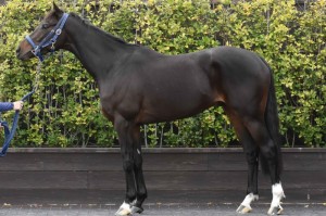 馬体のコンディション