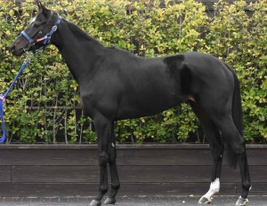 馬体のコンディション