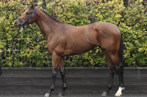 馬体のコンディション