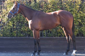 馬体のコンディション