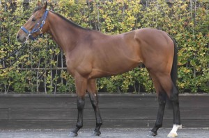 馬体のコンディション