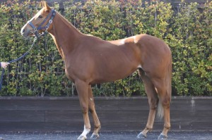 馬体のコンディション