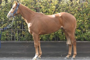 馬体のコンディション