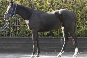 馬体のコンディション