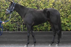 馬体のコンディション