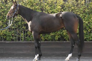 馬体のコンディション