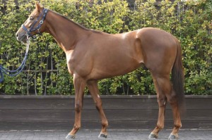 馬体のコンディション